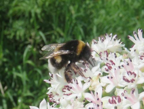 Bombus sp.